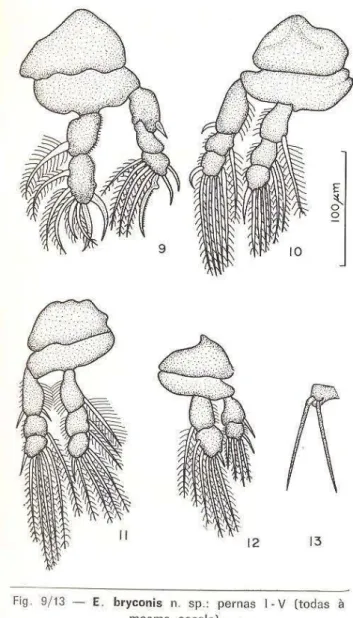 Fig.  9/13 - E.  bryconis  n.  sp.:  pernas  l - V  (todas  à  mesma  escala). 