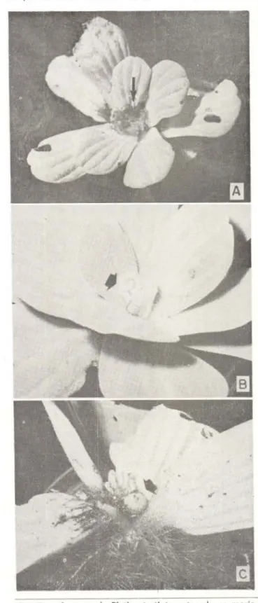 Fig .  7 - Aspecto  de  Pistia  stratiotes  atacada  no  meris- meris-tema  apical,  por  uma  larva  de  Curculionídae   (Coleopte-ra) 