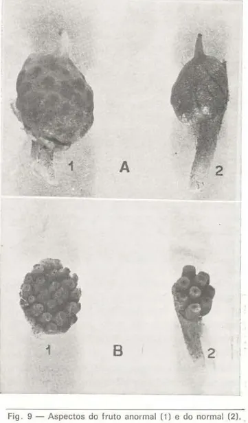 Fig .  9 - Aspectos  do  fruto  anormal  (1)  e  do  normal  (2),  mostrando  em  A,  com  o  pericarpo  e  em  B,  sem  o  