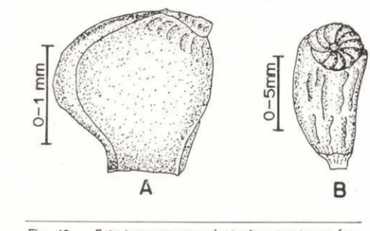 Fig.  10  - Estrutura  correspondente  à  semente  no  fru- fru-to  anormal  (A)  e  semente  do  frufru-to  normal  (B)