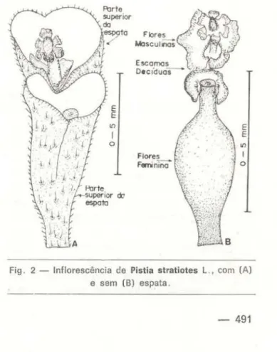 Fig .  2  - lnflorescência  de  Pistia  stratiotes  L. .  com  (A)  e  sem  (B)  espat a 