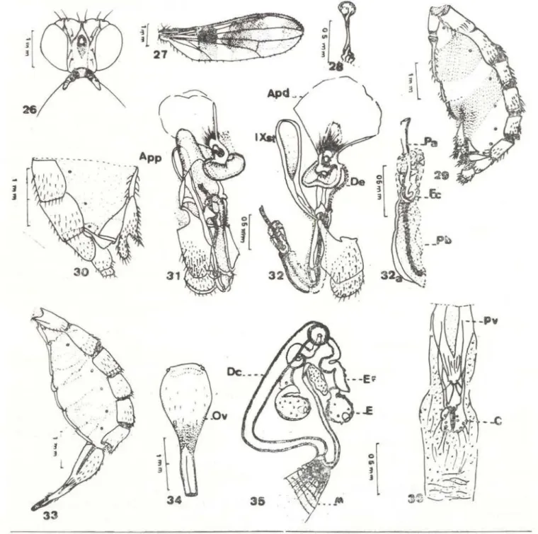 Fig .  26-36- Taeniaptera annulata  (Fabricius,  1787).  Macho:  26- cabeça,  vista  dorsal;  27- asa;  28- halter;  29- 29-abdome
