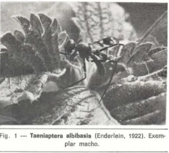 Fig.  1  - Taenlaptera  alblbasis  (Enderlein,  1922).  Exem· 