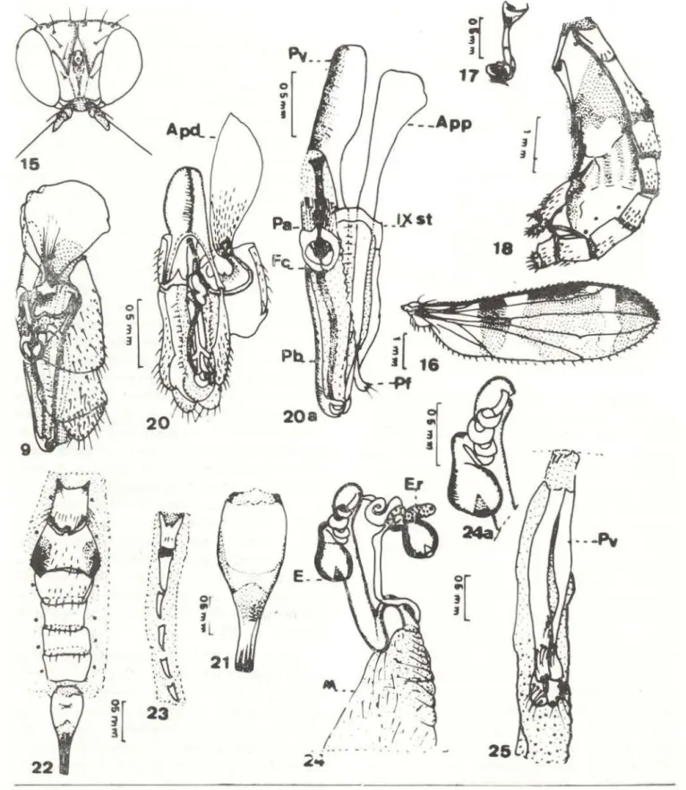 Fig.  15·25  - Taeniaptera  angulata  (Loew,  1866).  Macho:  15 - cabeça,  vista  dorsal;  16 - asa;  17  - halter;  18- 18-abdome,  vista  lateral  esquerda;  19  - genitália,  vista  lateral  esquerda;  20  - genitália,  vista  ventral;  20a  - detalhe 