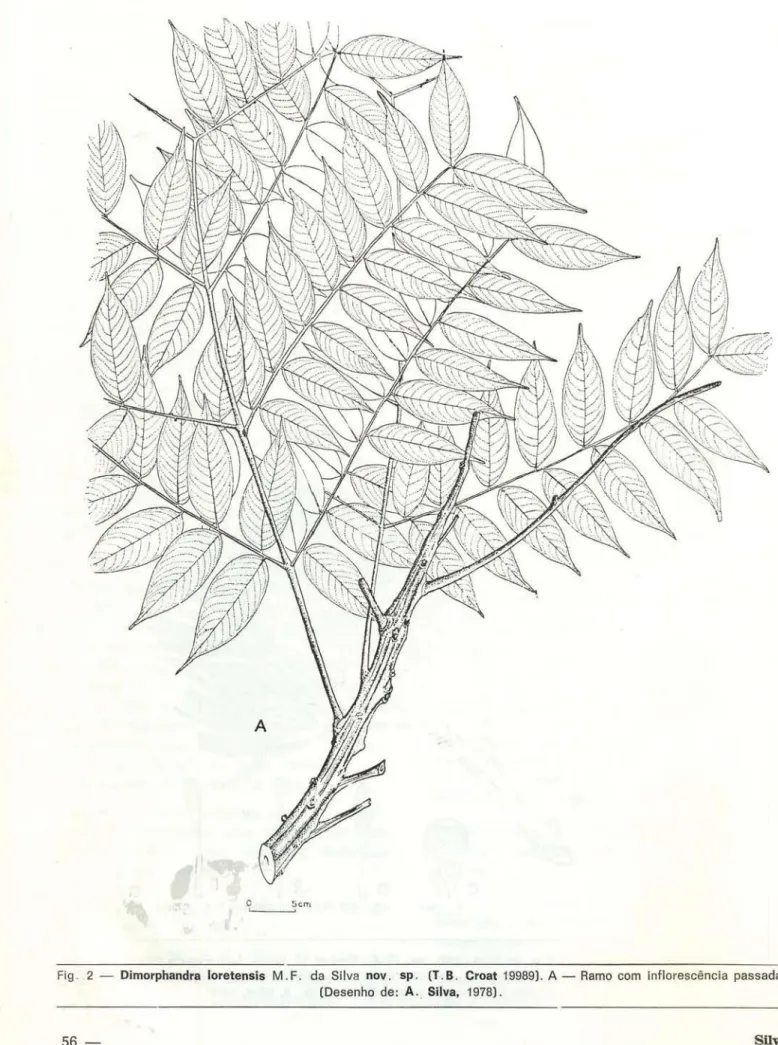 Fig .  2 - Dimorphandra  loretensis  M.F.  da  Silva  nov.  sp.  (T.B.  Croat  19989)