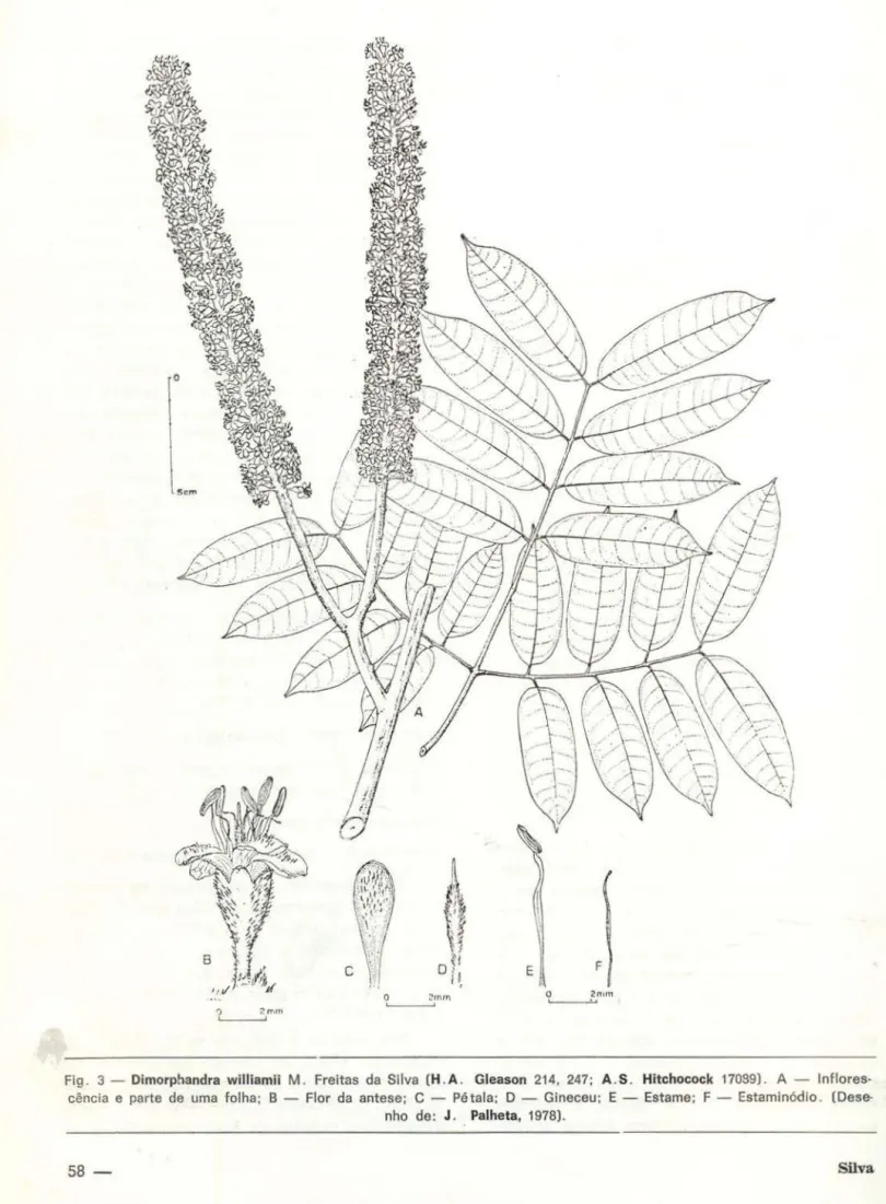 Fig.  3- Oimorphandra  williamii  M.  Freitas  da  Silva  (H. A .  Gleason  214,  247;  A .S 
