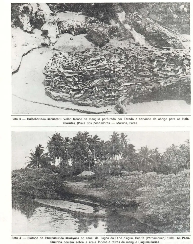 Foto  4  - Bíótopo  de  Pseudanurida  sawayana  no  canal  da  Lagoa  do  Olho . d'água,  Recife  (Pernambuco)  1969 