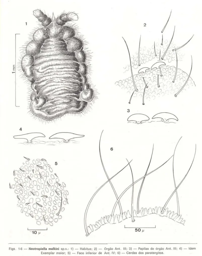 Figs .  1·6 - Neotropiella  malkini  sp.n.:  1)  - Habitus;  2)  órgão  Ant .  111;  3) - Papilas  do  órgão  Ant