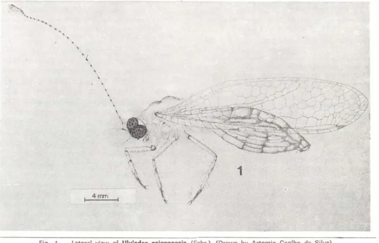 Fig .  1  - Lateral  view  of  Ululodes  cajennensis  (Fabr.).  (Drawn  by  Artemio  Coelho  da  Silva) 