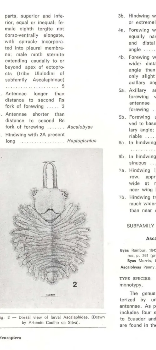 Fig.  2  - Dorsal  view  of  larva!  Ascalaphidae.  (Drawn  by  Artemio  Coelho  da  Silva) 