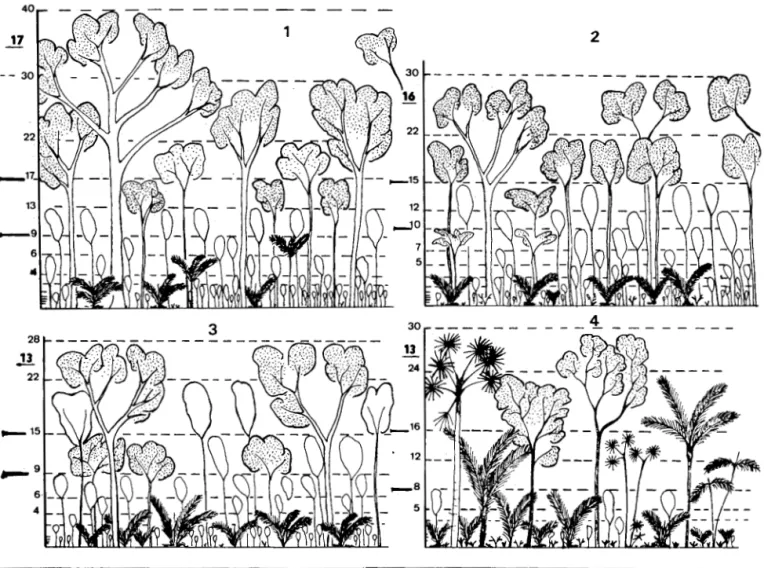 Fig.  2  - Illustrations  de  la  vegetation  sur  la  toposequence  du  Km.  20,  bassin  Ill