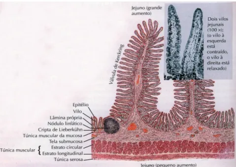 Figura 1. Vilosidade intestinal   (Floch, 2007a, p. 328) 