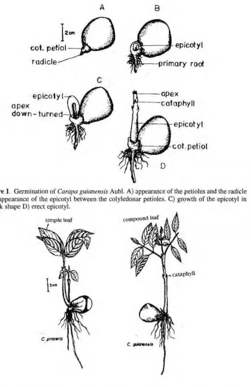 Figure 2. Carapa guianensis Aubl. and C. procera D.C. seedlings about 3 months after germi- germi-nation