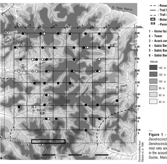 Table 2 - Body linear dimensions and weight of Dendrocincla fuliginosa and Dendrocincla merula in Reserva Ducke, Manaus.