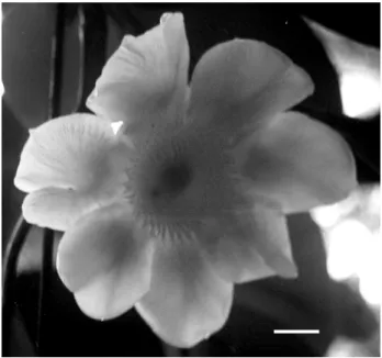 Figure 1 - Flower of Clusia grandiflora. Scale bar = 2 cm.