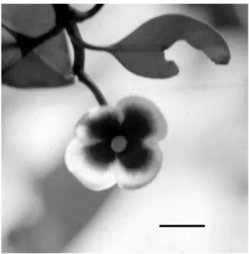 Figure 3 - Flower of Clusia panapanari. Scale bar = 1 cm.