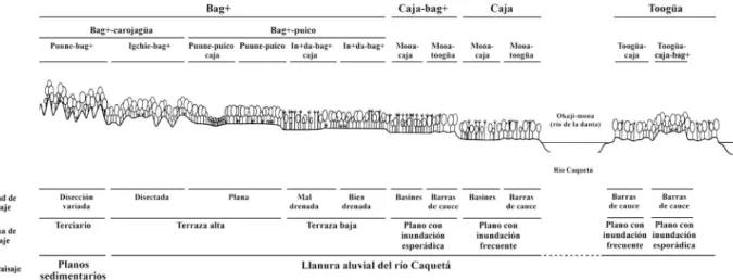Figura 2 - Ordenamiento de los paisajes según la visión Miraña (en la parte inferior se representa la jerarquización del paisaje según la ciencia occidental, perfil  idealizado adaptado de Duivenvoorden &amp; Lips, 1993).