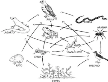 Figura 6: Exemplo de uma teia alimentar terrestre, adaptado de  http://pseudoartes.blogspot.com/2010_12_01_archive.html 