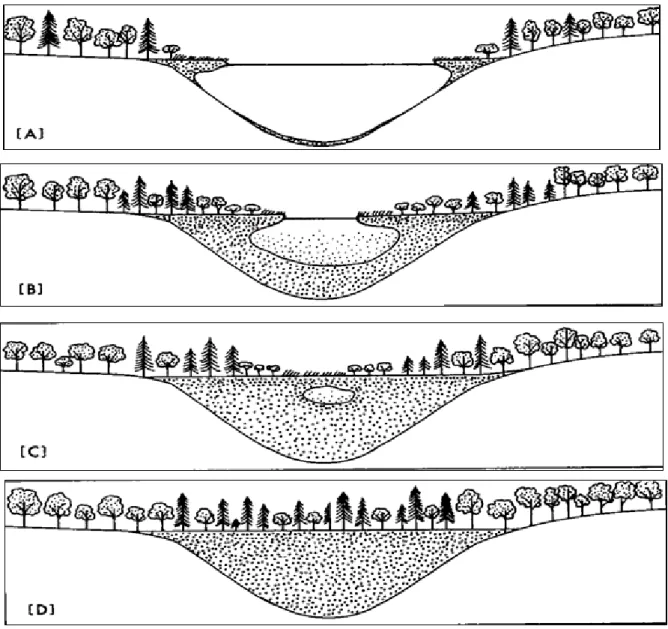 Figura  7:  Sucessão  ecologica  num  pântano.    Num  clima  frio  e  húmido,  um  tapete  flutuante  de  vegetação  avança  sobre  a  superfície  de  um  pequeno  lago  [A]
