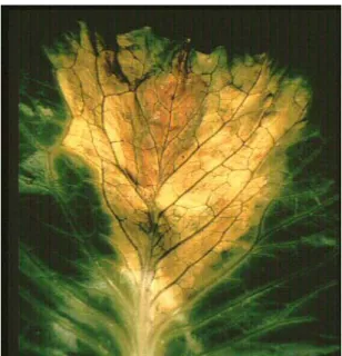 Figura 2.10 – Lesão causada por Xanthomonas campestris pv. campestris em folhas de couve