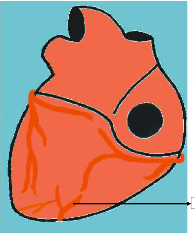 Figura  5.  Desenho  esquemático  da  face  atrial  do  coração  de  cebus  apella,  demonstrando  a  artéria  interventricular  paraconal  (AIVPC),  fazendo  um  contorno  no  ápice  cardíaco  e  ocupando  o  sulco  interventricular subsinuoso