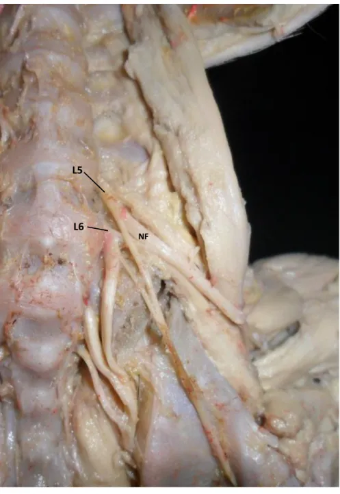 Figura  5.  Fotografia  da  face  ventral  da  região  lombossacral  da  coluna  vertebral,  evidenciando os ramos ventrais dos nervos espinhais lombares L5 e L6 do antímero  esquerdo de fetos de suínos (Sus scrofa domesticus  –  Linnaeus, 1758) da linhage