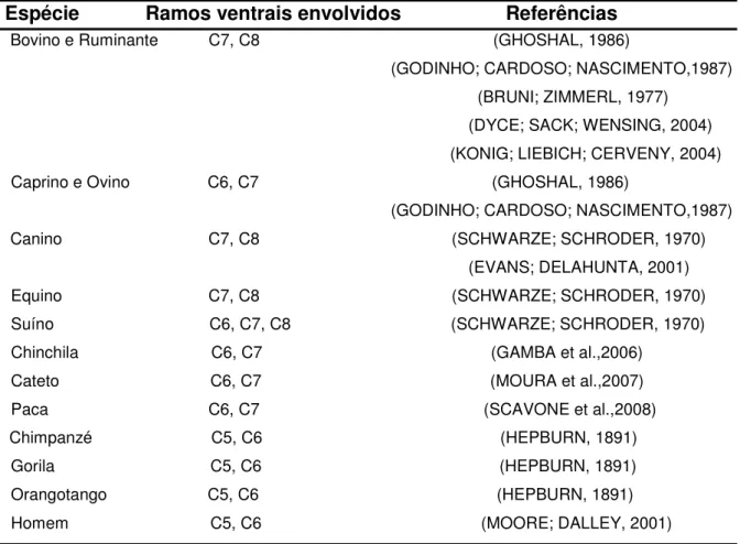 Tabela 1: Ramos ventrais que participam da formação do nervo axilar em diferentes  espécies