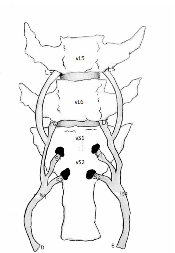 Figura 3-  Desenho esquemático da face ventral das regiões lombar e sacral da coluna vertebral de  Sus scrofa  domesticus da linhagem Dan Bred,  representando  a origem do  nervo  isquiático  (isq) a partir dos  ramos ventrais  de  L5,  L6,  S1  e  S2