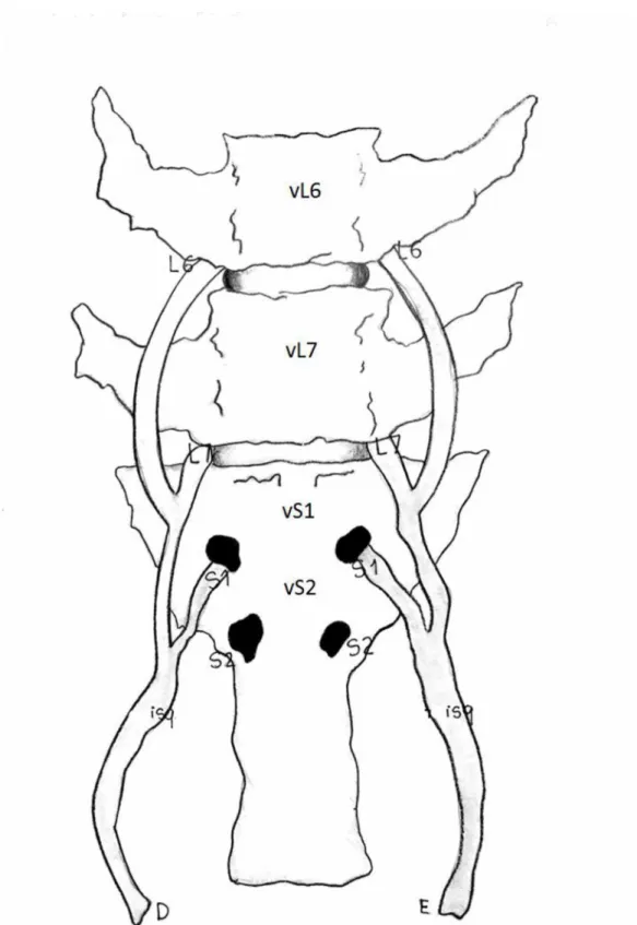 Figura 8-  Desenho esquemático da face ventral das regiões lombar e sacral da coluna vertebral de  Sus scrofa  domesticus da linhagem Dan Bred,  representando  a origem do nervo  isquiático  (isq)  a partir dos  ramos  ventrais  de  L6,  L7  e  S1