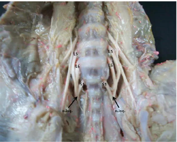 Figura 5. Fotografia  da  face  ventral  da  região  lombar  e  sacral  da  coluna  vertebral evidenciando a origem do nervo isquiático (n
