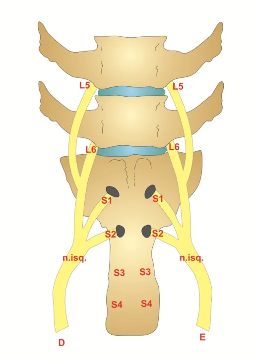 Figura 8 Desenho esquemático da face ventral da região lombar e sacral da  coluna  vertebral,  representando  a  origem  do  nervo  isquiático  (n