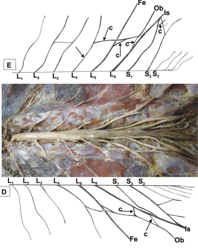 Figura 1 – Vista da cavidade abdomino-pélvica do quati (Nasua nasua): E – antímero esquerdo, D  – antímero  direito, c – ramo comunicante, Fe – nervo femoral, Ob – nervo obturatório, Is – nervo isquiático