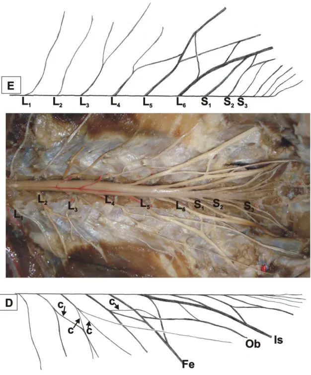 Figura  3  –  Vista  ventral  da  cavidade  abdomino-pélvica  do  quati  (Nasua  nasua):  E  –  antímero  esquerdo,               D – antímero direito, c – ramo comunicante, Fe – nervo femoral, Ob – nervo obturatório, Is – nervo isquiático