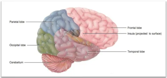 Figura 1. Imagem do cérebro tendo em conta os lobos principais. Fonte: (13)     