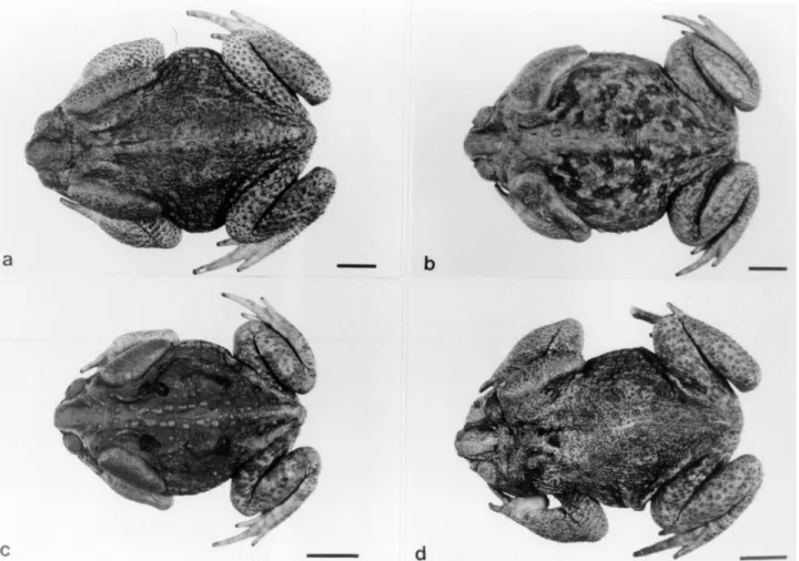 Figure 1 - Representative individuals of the species studied. (a) Bufo ictericus; (b) Bufo paracnemis; (c e d) Intermediate Type