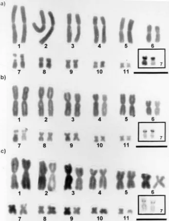 Figure 2 - Karyotypes with details of the NOR-bearing pair in the boxes.