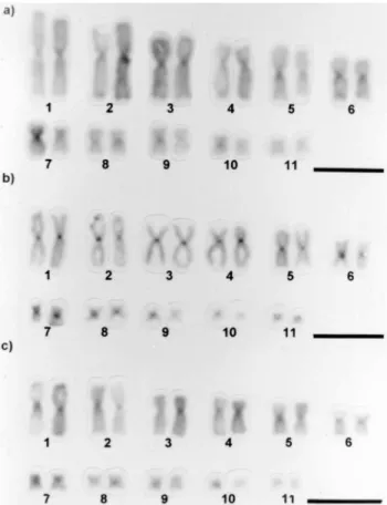 Table 1 - Diploid number and DNA content values, in picograms (pg), observed in the Bufo species and in the Intermediate form analyzed.