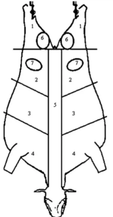 Figure 2.1. Bruise scoring sheet. Each number indicates a distinct carcass area: butt (1); rump- rump-loin (2); ribs (3); forequarter (4); back (5); pin (6); hip (7) (adapted from Strappini et al., 2012).