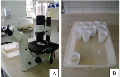 FOTO 2. A  –  Contagem de nematoides em  suspensão pelo  uso da Câmara de  Peters  e  o  uso  do  microscópio  invertido  para  observação  dos  endósporos  da  bactéria