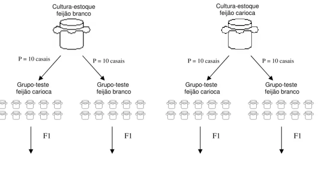 Figura  1  –  Desenho  Experimental  para  avaliação  de  respostas  fisiológicas  e  morfológicas  de  Zabrotes  subfasciatus  ao  consumo  e  oviposição  nas  variedades  de  feijão branco e carioca