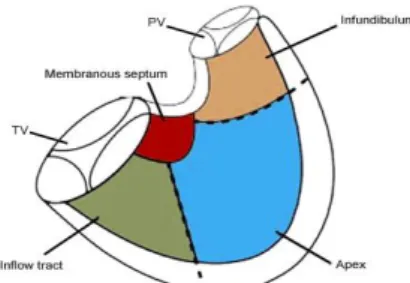 Figura 2.1: Anatomia do ventrículo direito (adaptado de Haddad et al.  (46) ) 