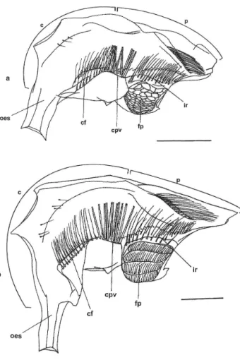 Figure 1 - Foreguts of the larvae of Sesarma curacaoense in lateral view (right). a - zoea I; b - zoea II (last stage)