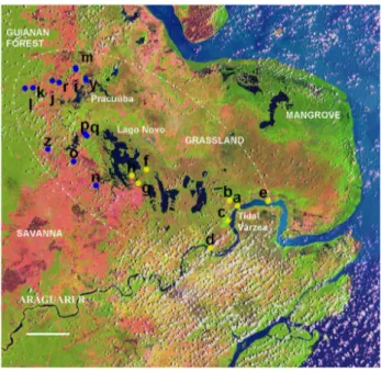 Figure 2 - Composite satellite picture of the confluence of Amazon and Japurá  rivers, AM, Brazil, showing the várzea (Mamirauá) and terra firme (Alvarães)  sampled localities; scale bar is 15 km