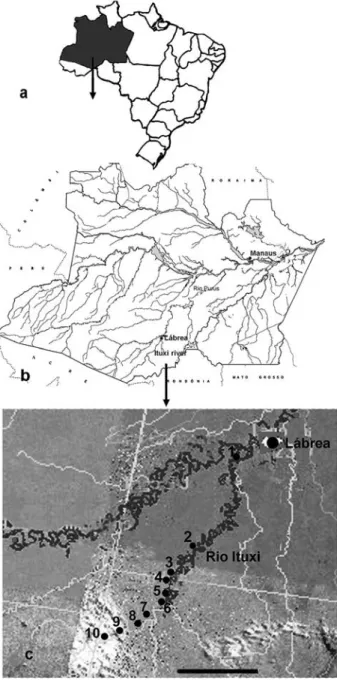 Figure 1 - Maps showing – a: Map of Brazil, dark area indicates the  Amazonas  State; b: Map of Amazonas State, showing the Ituxi river, and the municipalities  of Lábrea and Manaus; c: Increased area of Ituxi river with the areas of the  collections of bl