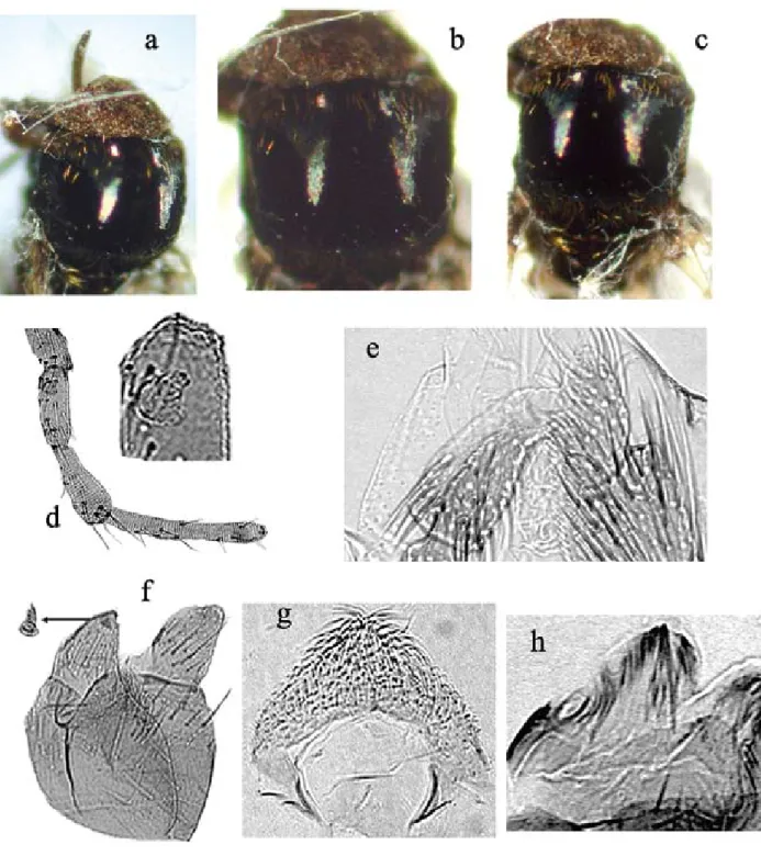 Figure 3 - Plate of male structures of Cerqueirellum pydanieli n. sp. a-c: General coloration of scutum; d: maxillary palp, increased segment showing the sensorial  organ; e: calcipala and pedisulcus; f: basistyle and dististyle, arrow pointing to increase