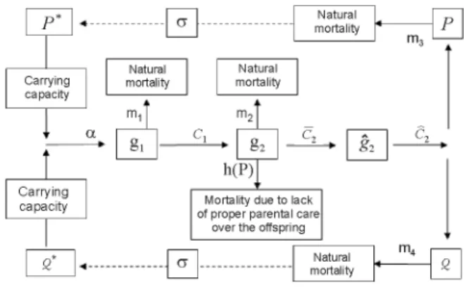 Figure 2 - Block diagram depicting the relations among the variables in the  system and the respective life periods.
