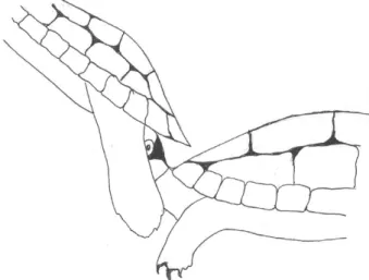 Figure 3 - Male stretching the tail to find the female cloaca to insert the penis.