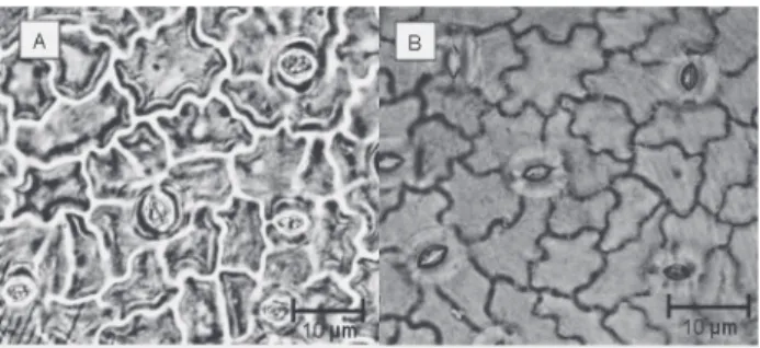 Figure 4 - Photomicrographies of the abaxial leaf surface taken from either a  nail polish imprint (A) or a dissociated epidermis (B) to illustrate  the reliability  of the nail imprint method
