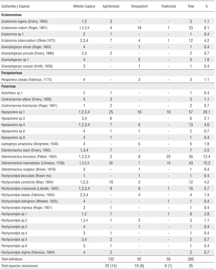 Tabla 1 - Abundancia de las especies de hormigas cazadoras recolectadas en tres ventanas productivas del departamento de Caquetá