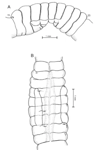 Figura  1  -  Righiodrilus  andake.  A.  Vista  ventro-lateral  del  clitelo.  B.  Vista  ventral del clitelo